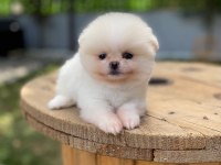 Pomeranian boo ayı surat garantili şirinlerimiz