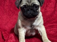 PUG IRKININ EN İYİLERİNİ İSTEYENLERE