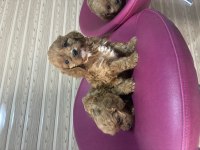 CAVAPOO kavapo