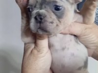 French bulldog köpeği blue merle tan isabella carrier