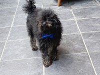 Mama karşılığı erkek toy poodle