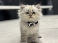 BABY FACE CHİNCHİLLA ORJİNAL YAVRUMUZ