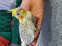 Henüz 1 Aylık Sultan Papağanı Ele Alıştırmalık Yavru 4 Adet