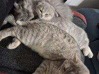 British Shorthair Yavrumuza Yuva Arıyoruz