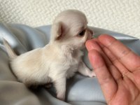 Mini mini chihuahua bebişler
