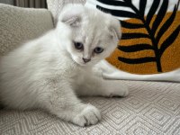 scottish fold beyaz