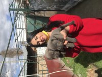 Dev mavi gözlü cane Corso yavrularımız