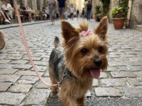 Çok sevecen akıllı prenses köpeğimiz
