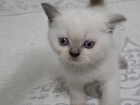 British shorthair yavrumuz