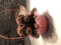 Safkan Toy Boy Poodle Red Brown Yavru