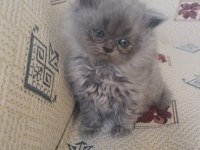 OYUNCU UYSAL YUMAK KEDİMİZ YENİ YUVASINI ARIYOR