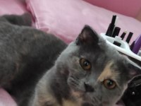 Uygun puanlı scottish fold sahiplendirme ilanıdır