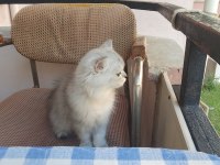 British Longhair Güzel Kızımız
