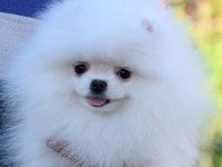 TEDDY BEAR POMERANİAN YAVRULARI