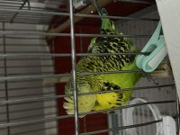 Show Jumbo Erkek Muhabbet Kuşu