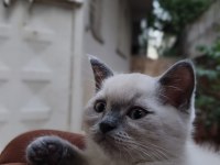Yavru Kedilerimizi Sahiplendiriyoruz