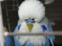 Şov jumbo muhabbet kuşu