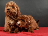 14 şubat doğumlu maltipoo yavrularım