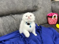 British Shorthair Scottish Fold ücretli sahiplendirme