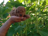 Toy ve mini boy poodle yavrularımız renk renk