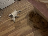 Sevecen bi poodle oğluş