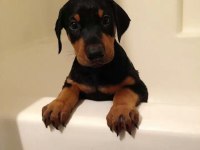 Irk Garantili Erkek Dişi Safkan Doberman Yavrular
