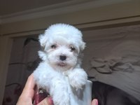0 Boy Maltese Terrier