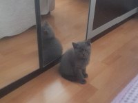İki kardeş british shorthair