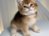 Black Golden Shaded Prenses Kediler