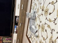 Erkek British Shorthair Kaplan Çizgili Kısır Değil
