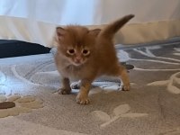 XXL boy safkan maine coon yavrular