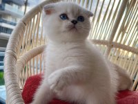 Scottish fold erkek yavrumuz yeni yuvasını arıyor