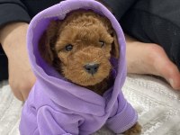 Bebek Toy Poodle
