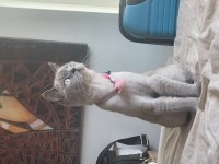 Safkan British Shorthair Dişimiz İçin DAMAT Arıyoruz