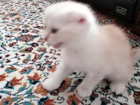 Scottish Fold (2 paticik) ve British Shorthair (1 Paticik)