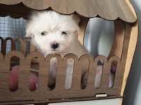 Maltese Terrier 1,5 Aylık