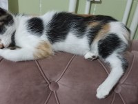Bebek Calico Kediler