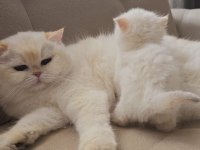 Medium longhair british kaliteli yavrular