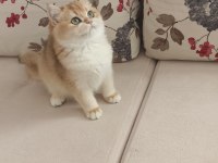 Çok güzel golden british shorthair iki kızımız