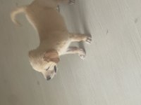 Golden retriever 3 aylık erkek iç dış parazit karma oldu