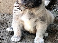SAFKAN KANGAL YAVRULAR