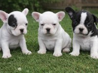 Son 3 Yavru French Bulldog
