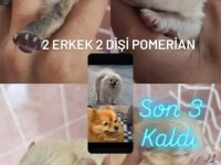 POMERANİAN BOO KÖPEĞİMİZ