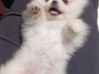 Safkan A kalite teacup erkek pomeranian yavrum