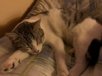 GEÇİCİ YUVA ARIYORUZ KEDİMİZE