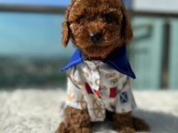 Show Kalite Toy Poodle yavruları erkek ve dişi