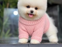 Irk ve sağlık garantili pomeranian boo bebekler