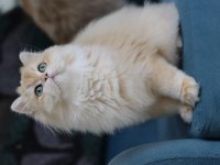 British longhair Ny 12 dişi