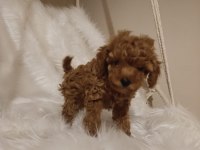 Mükemmel kalite toy poodle