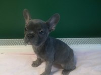 Anatomi harikası blue french bulldog yavrularımız